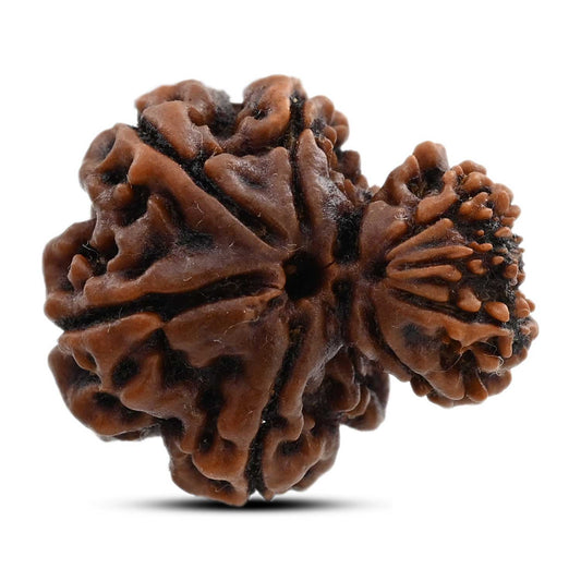 9 Mukhi Garbh Gauri Rudraksha (Nepal) 22.5 M.M.