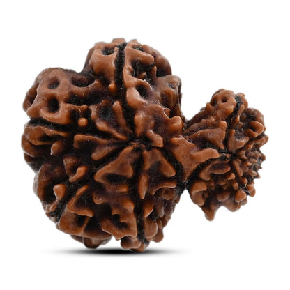 9 Mukhi Garbh Gauri Rudraksha (Nepal) 22.5 M.M.