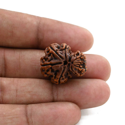 9 Mukhi Garbh Gauri Rudraksha (Nepal) 22.5 M.M.