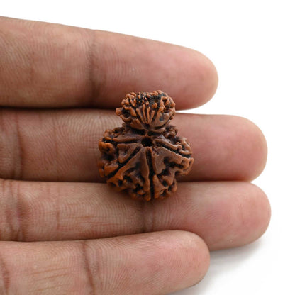 9 Mukhi Garbh Gauri Rudraksha (Nepal) 22.5 M.M.