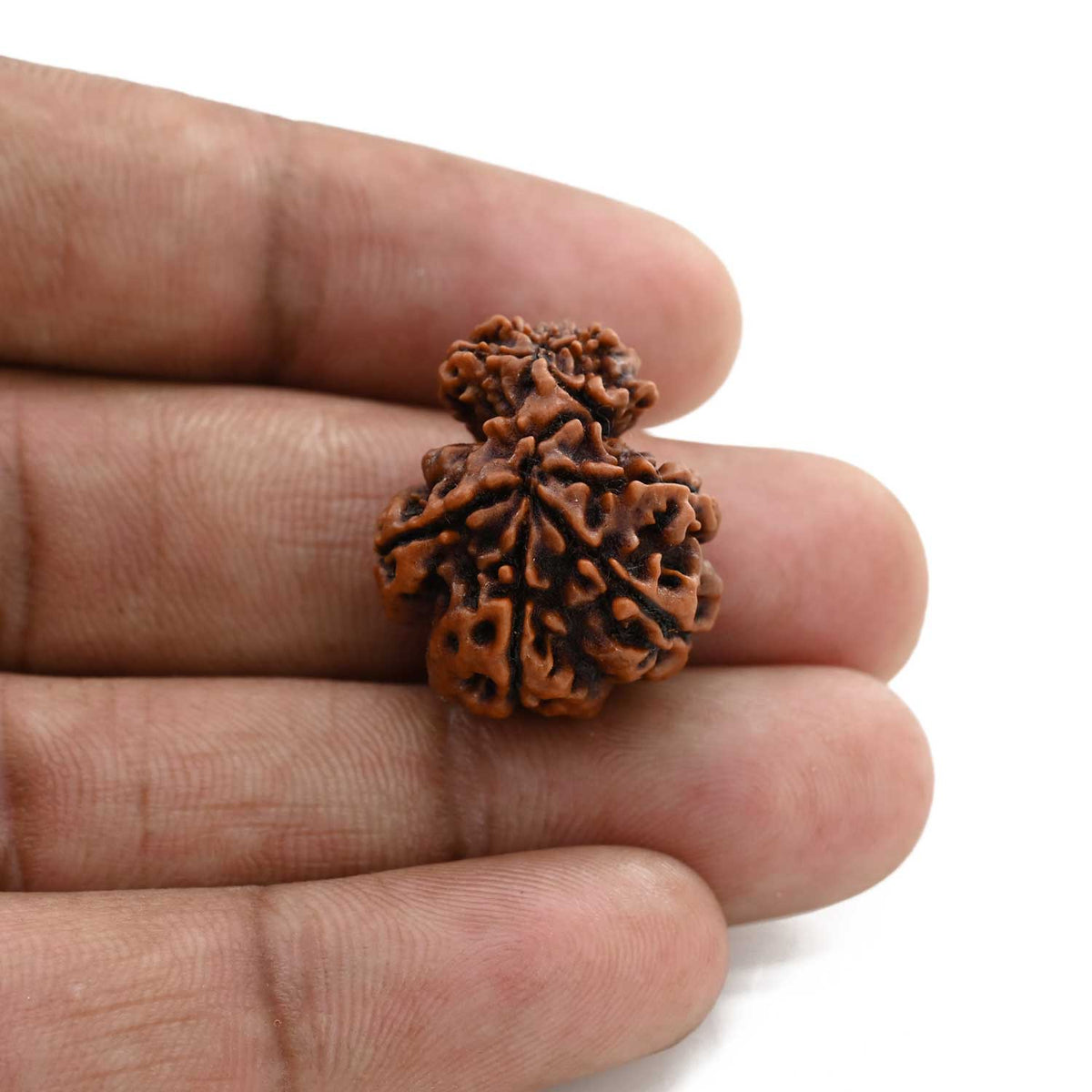9 Mukhi Garbh Gauri Rudraksha (Nepal) 22.5 M.M.