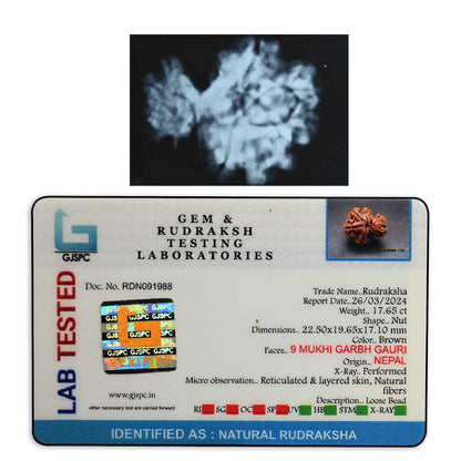 9 Mukhi Garbh Gauri Rudraksha (Nepal) 22.5 M.M.