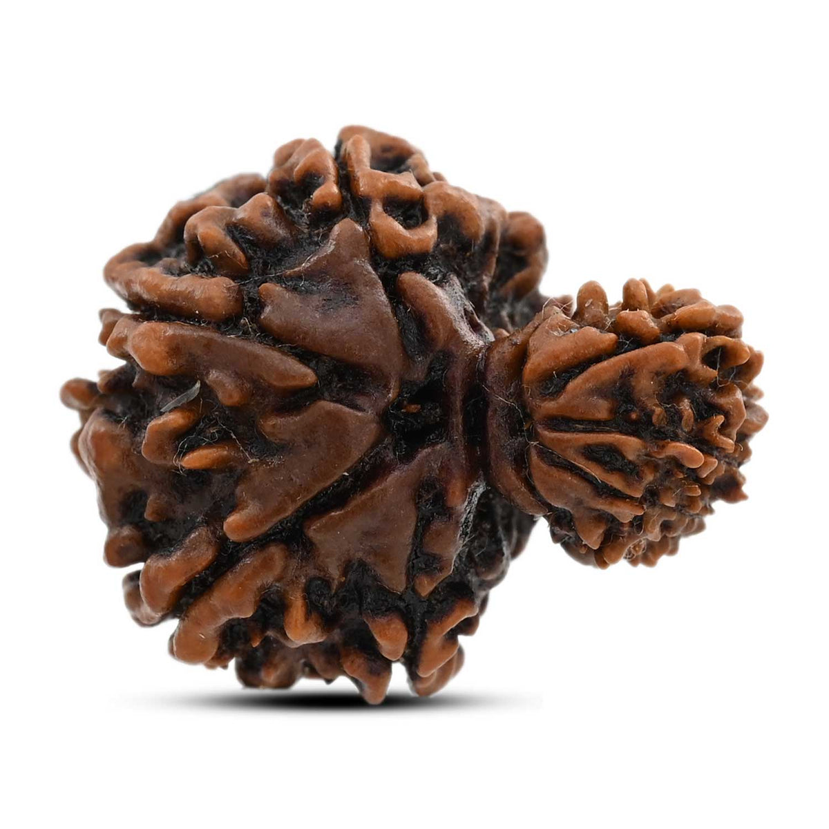 9 Mukhi Garbh Gauri Rudraksha (Nepal) 24.5 M.M.