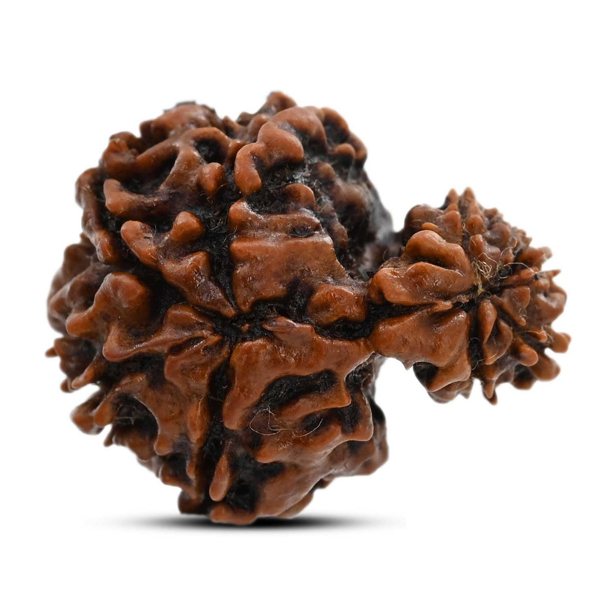 9 Mukhi Garbh Gauri Rudraksha (Nepal) 24.5 M.M.