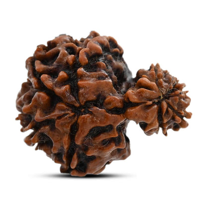 9 Mukhi Garbh Gauri Rudraksha (Nepal) 24.5 M.M.