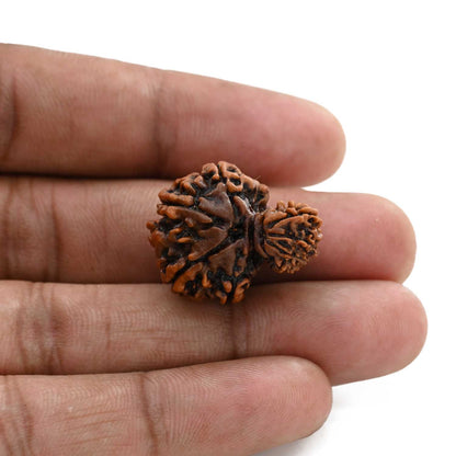 9 Mukhi Garbh Gauri Rudraksha (Nepal) 24.5 M.M.