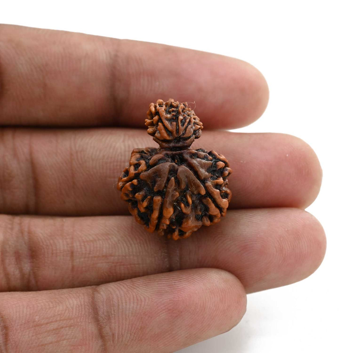 9 Mukhi Garbh Gauri Rudraksha (Nepal) 24.5 M.M.
