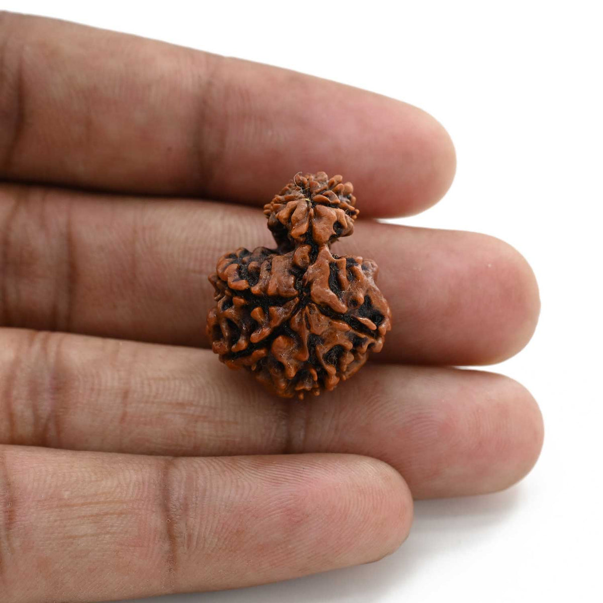 9 Mukhi Garbh Gauri Rudraksha (Nepal) 24.5 M.M.