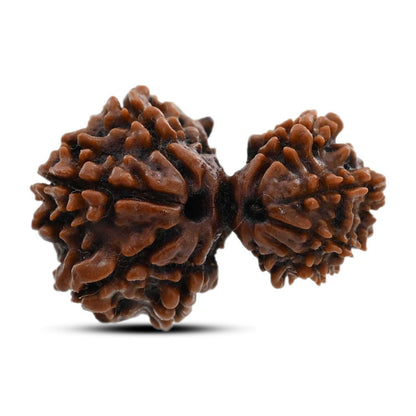 9 Mukhi Garbh Gauri Rudraksha (Nepal) 24.99 M.M.