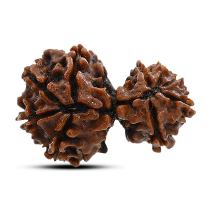 9 Mukhi Garbh Gauri Rudraksha (Nepal) 24.99 M.M.