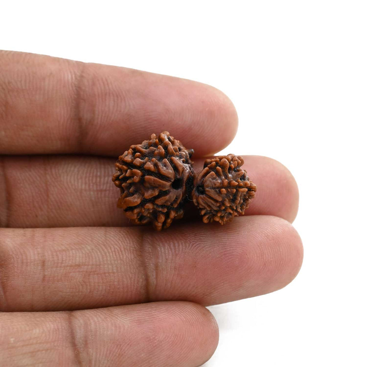 9 Mukhi Garbh Gauri Rudraksha (Nepal) 24.99 M.M.
