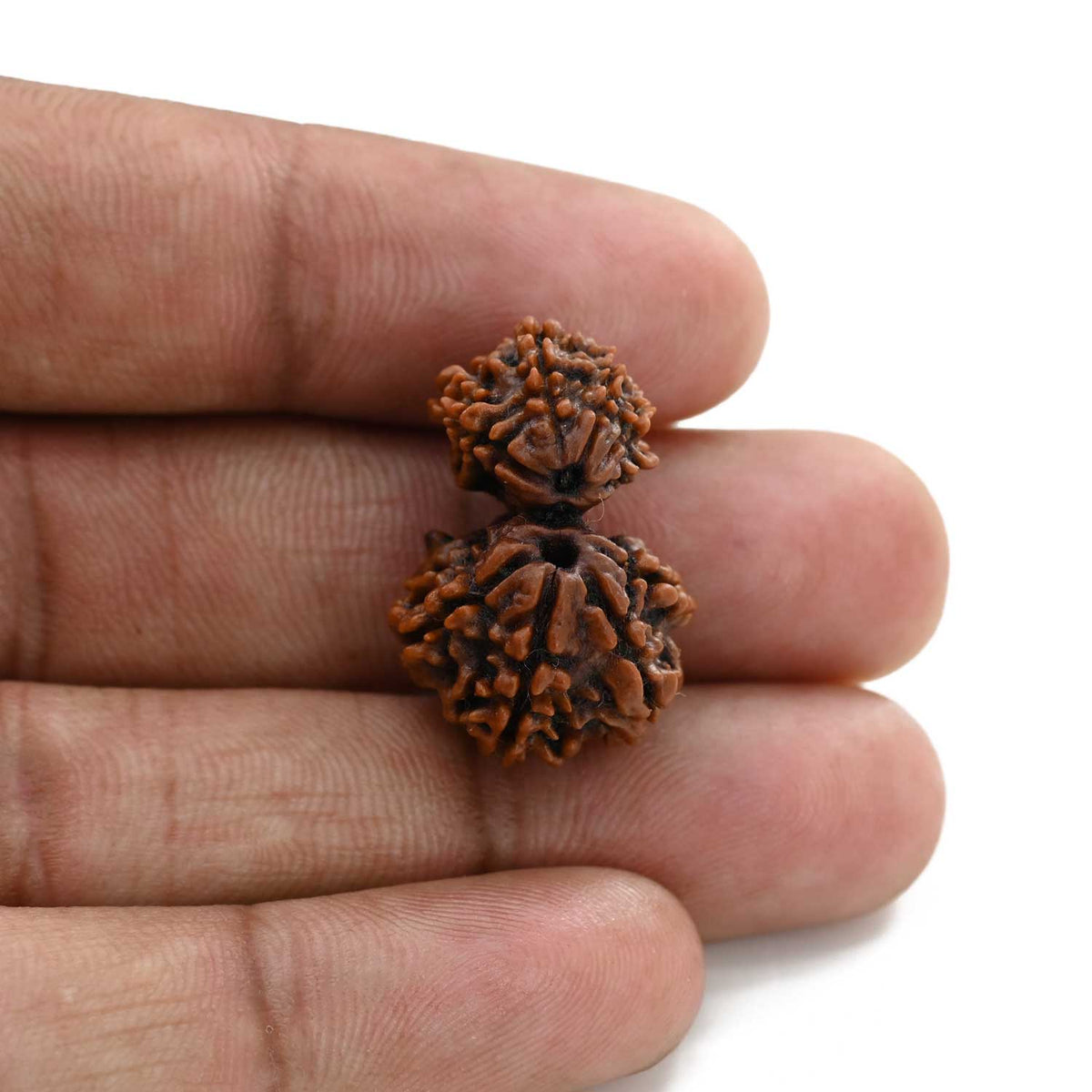 9 Mukhi Garbh Gauri Rudraksha (Nepal) 24.99 M.M.