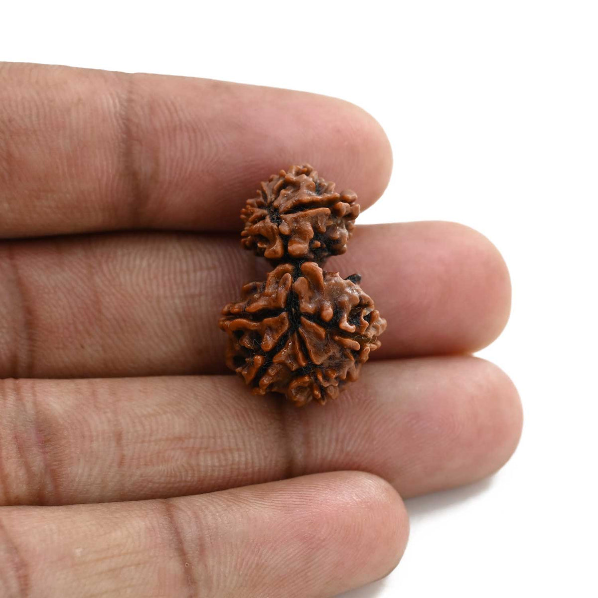 9 Mukhi Garbh Gauri Rudraksha (Nepal) 24.99 M.M.