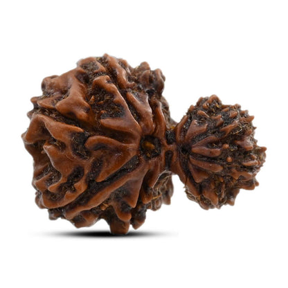 9 Mukhi Garbh Gauri Rudraksha (Nepal) 22.22 M.M.