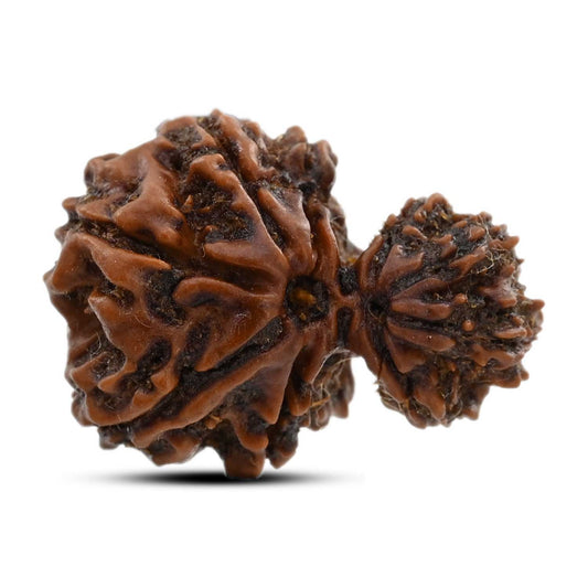 9 Mukhi Garbh Gauri Rudraksha (Nepal) 22.22 M.M.