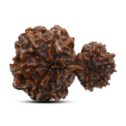 9 Mukhi Garbh Gauri Rudraksha (Nepal) 22.22 M.M.