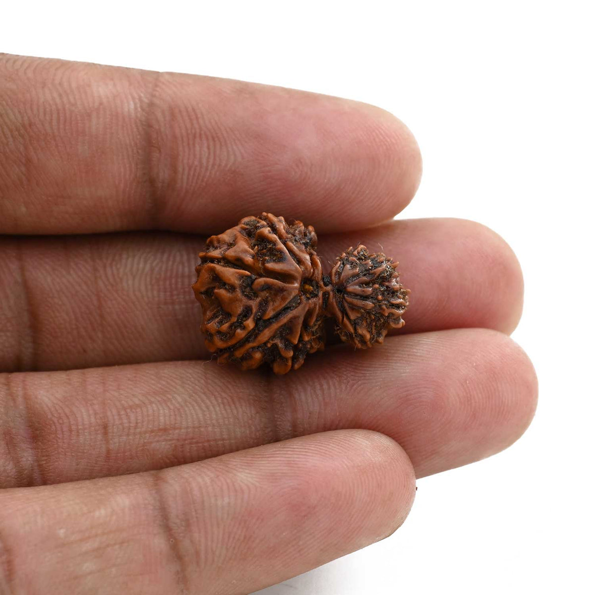 9 Mukhi Garbh Gauri Rudraksha (Nepal) 22.22 M.M.