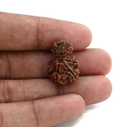 9 Mukhi Garbh Gauri Rudraksha (Nepal) 22.22 M.M.