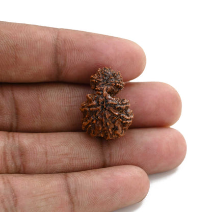 9 Mukhi Garbh Gauri Rudraksha (Nepal) 22.22 M.M.