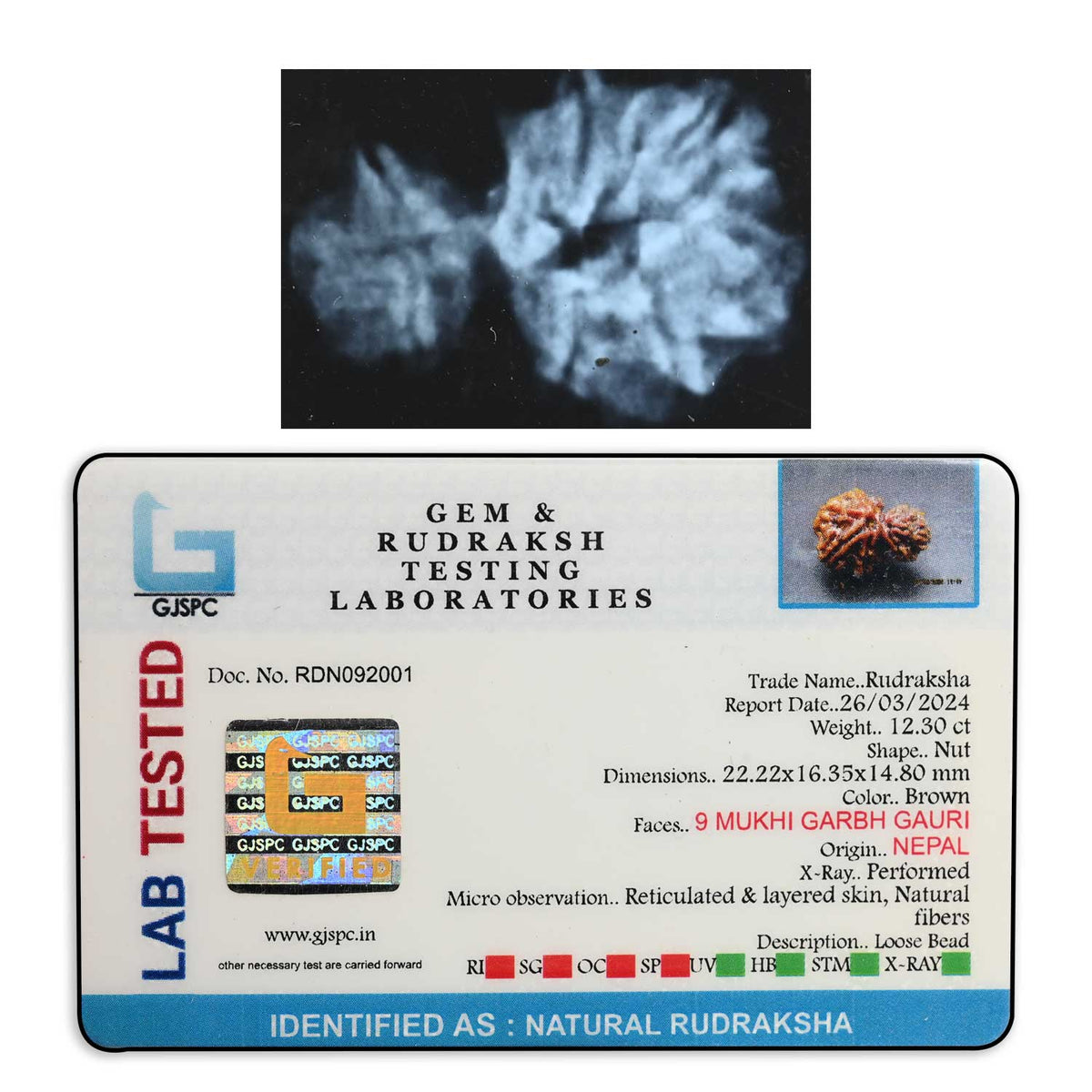 9 Mukhi Garbh Gauri Rudraksha (Nepal) 22.22 M.M.