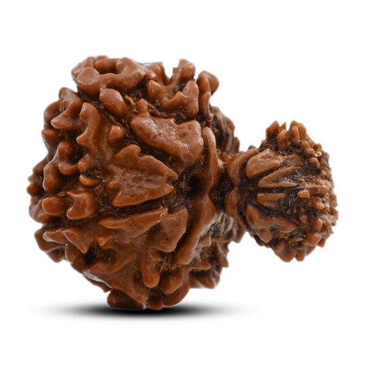 9 Mukhi Garbh Gauri Rudraksha (Nepal) 23.5 M.M.