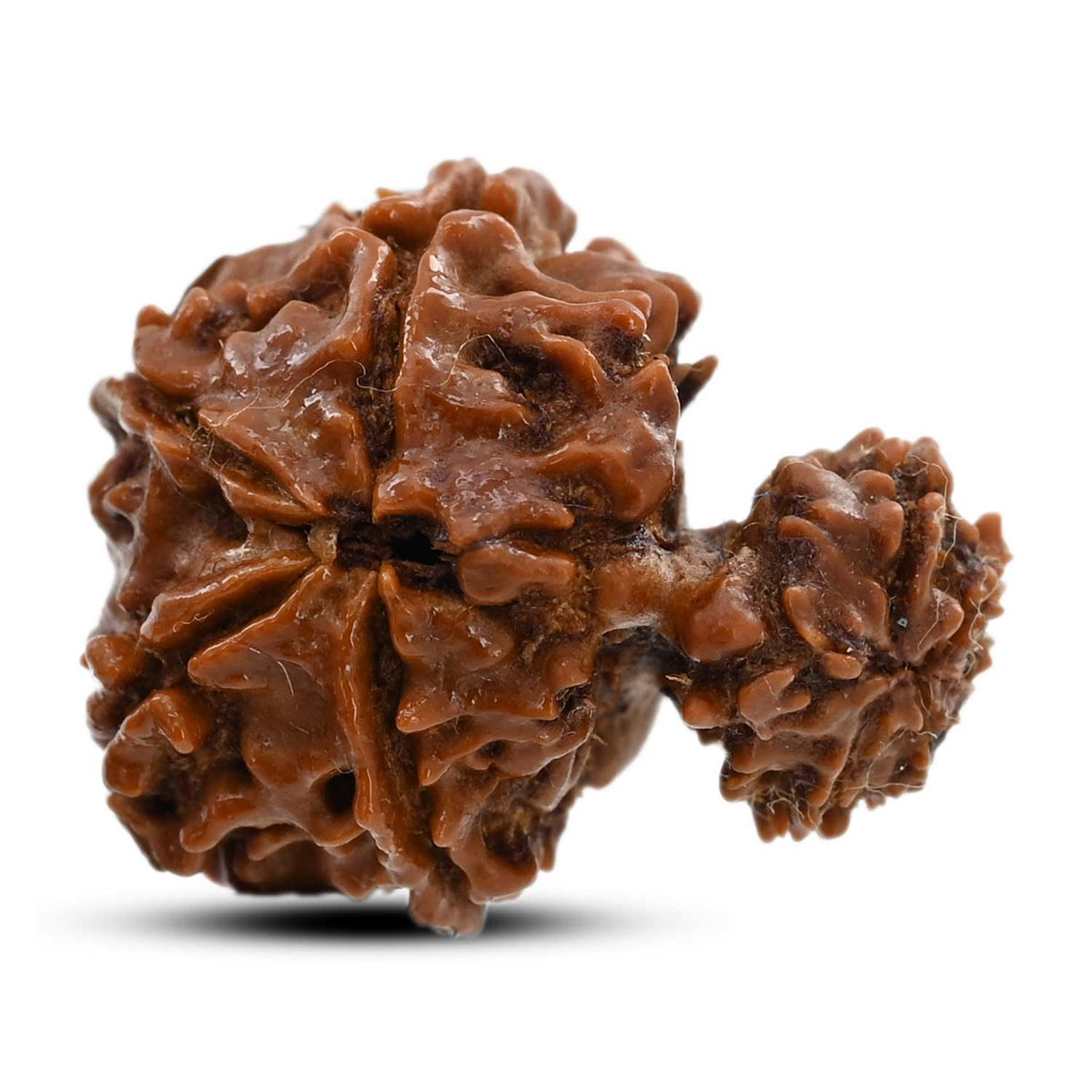 9 Mukhi Garbh Gauri Rudraksha (Nepal) 23.5 M.M.