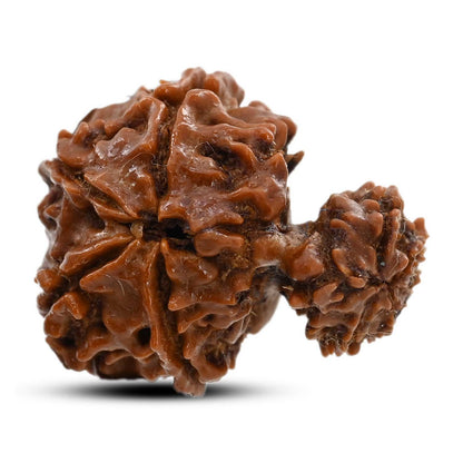 9 Mukhi Garbh Gauri Rudraksha (Nepal) 23.5 M.M.