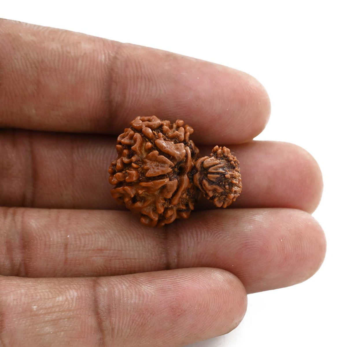 9 Mukhi Garbh Gauri Rudraksha (Nepal) 23.5 M.M.