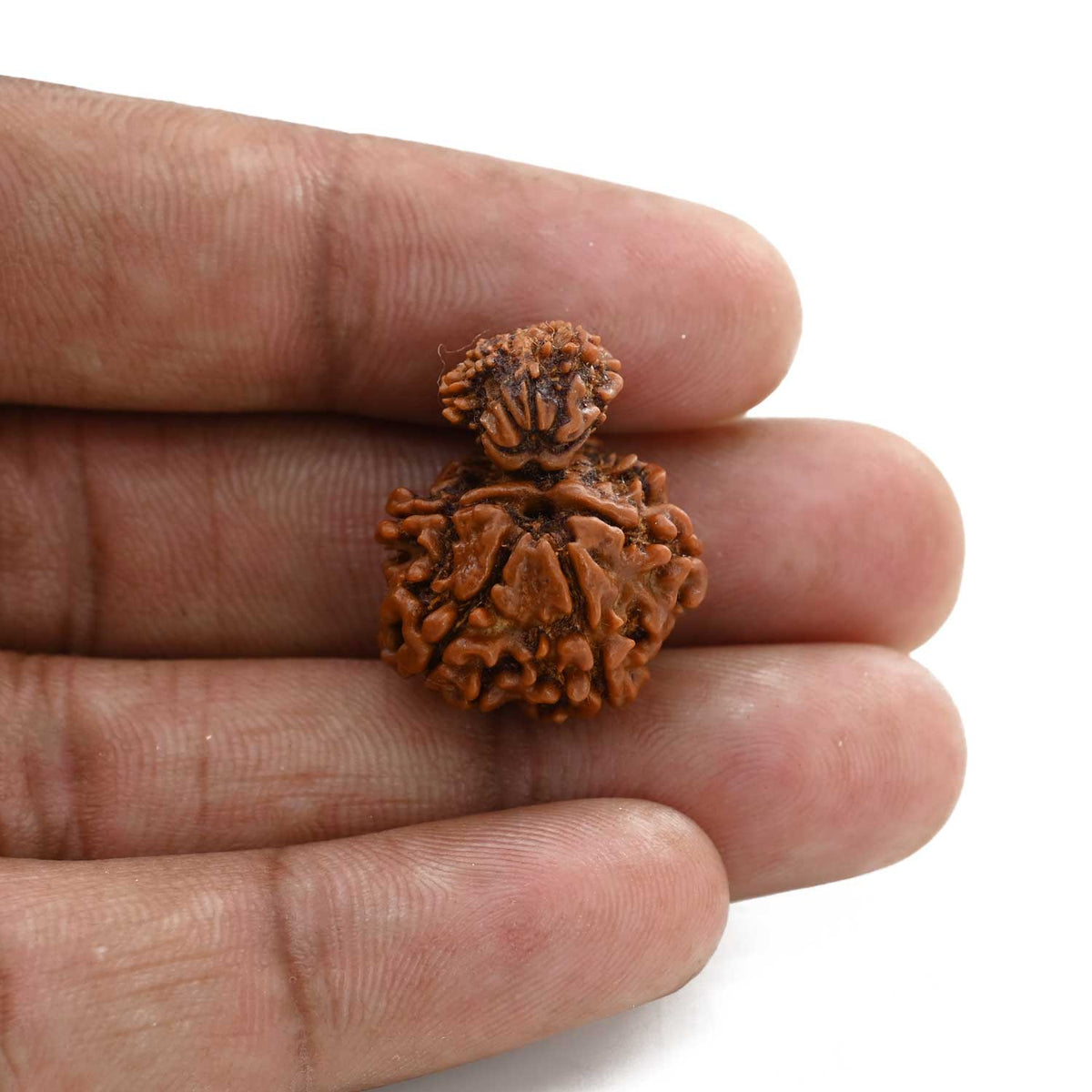 9 Mukhi Garbh Gauri Rudraksha (Nepal) 23.5 M.M.