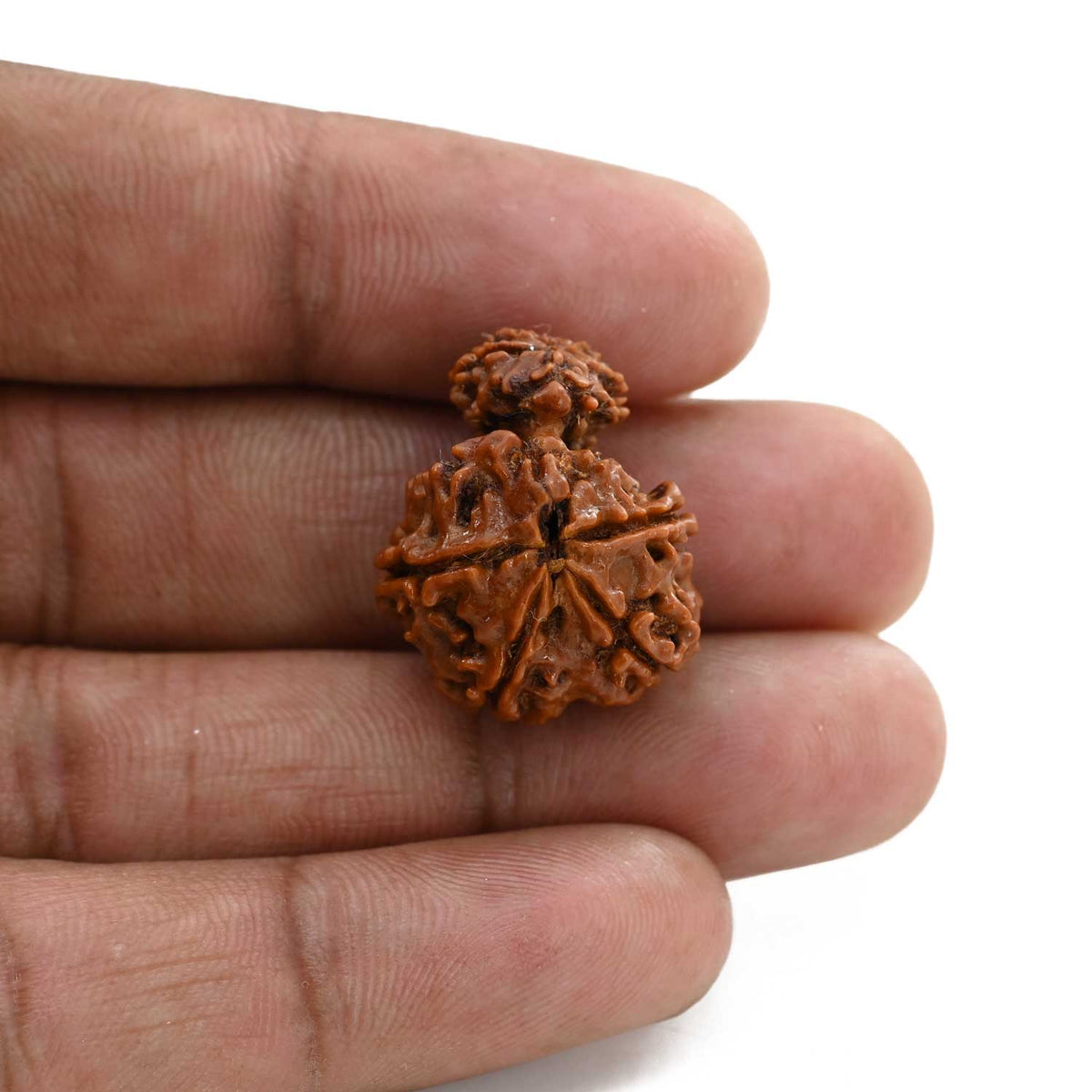 9 Mukhi Garbh Gauri Rudraksha (Nepal) 23.5 M.M.