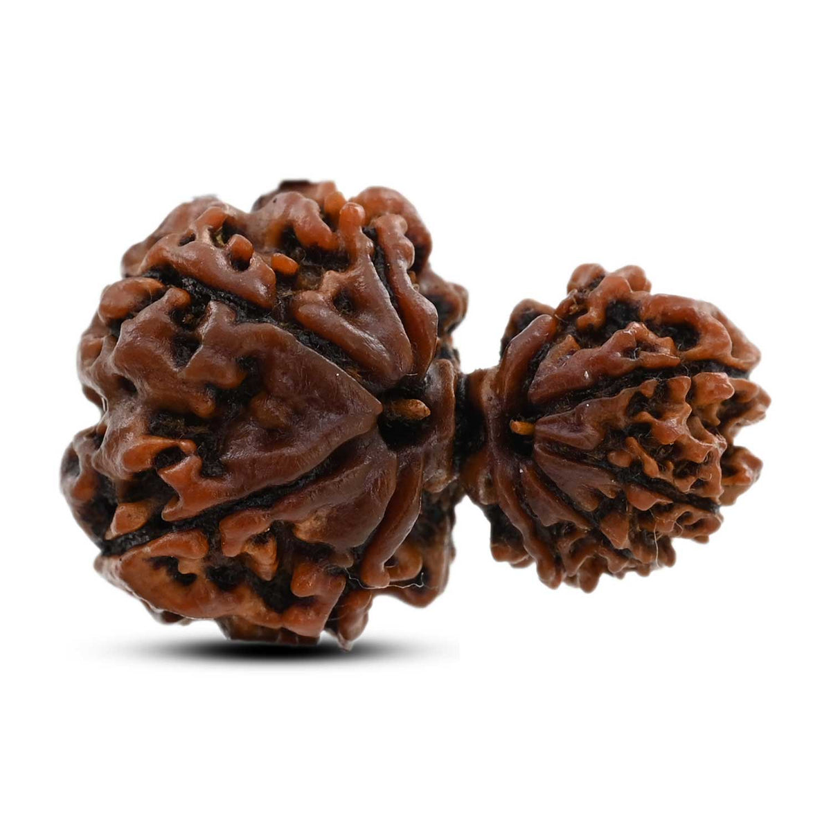 9 Mukhi Garbh Gauri Rudraksha (Nepal) 27.1 M.M.