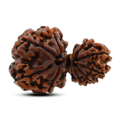 9 Mukhi Garbh Gauri Rudraksha (Nepal) 27.1 M.M.