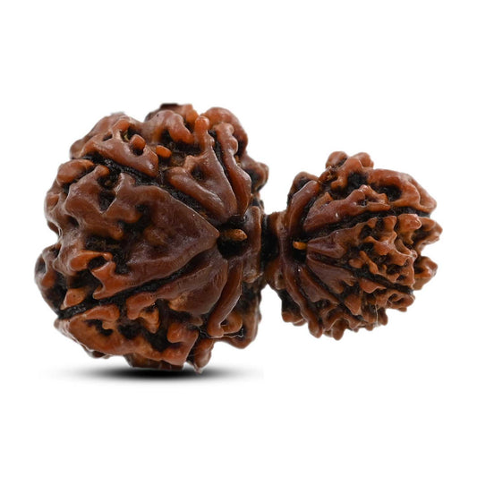 9 Mukhi Garbh Gauri Rudraksha (Nepal) 27.1 M.M.