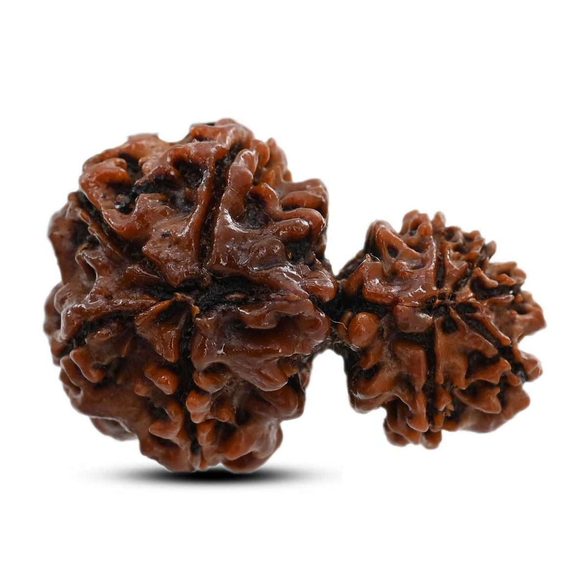 9 Mukhi Garbh Gauri Rudraksha (Nepal) 27.1 M.M.
