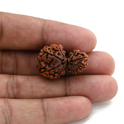 9 Mukhi Garbh Gauri Rudraksha (Nepal) 27.1 M.M.