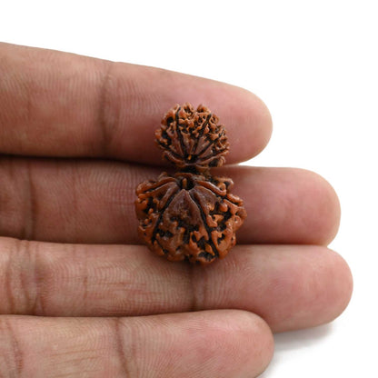9 Mukhi Garbh Gauri Rudraksha (Nepal) 27.1 M.M.