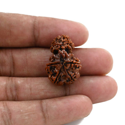 9 Mukhi Garbh Gauri Rudraksha (Nepal) 27.1 M.M.