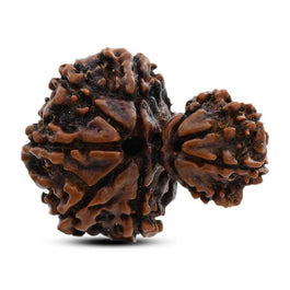 9 Mukhi Garbh Gauri Rudraksha (Nepal) 26.11 M.M.