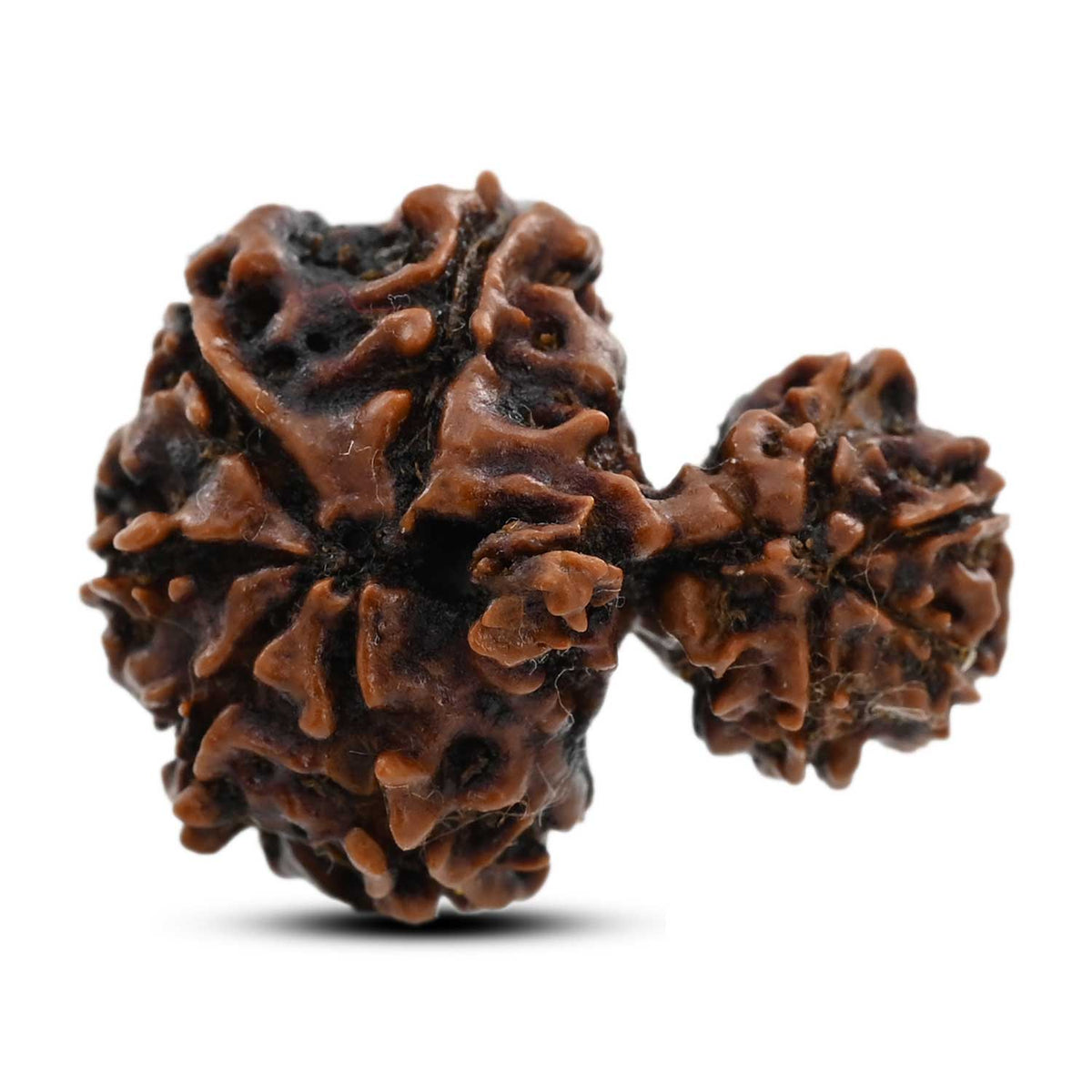 9 Mukhi Garbh Gauri Rudraksha (Nepal) 26.11 M.M.