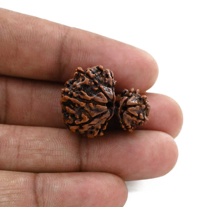 9 Mukhi Garbh Gauri Rudraksha (Nepal) 26.11 M.M.