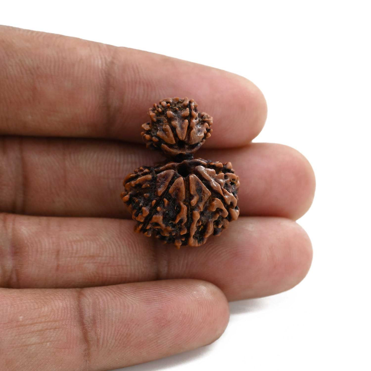 9 Mukhi Garbh Gauri Rudraksha (Nepal) 26.11 M.M.