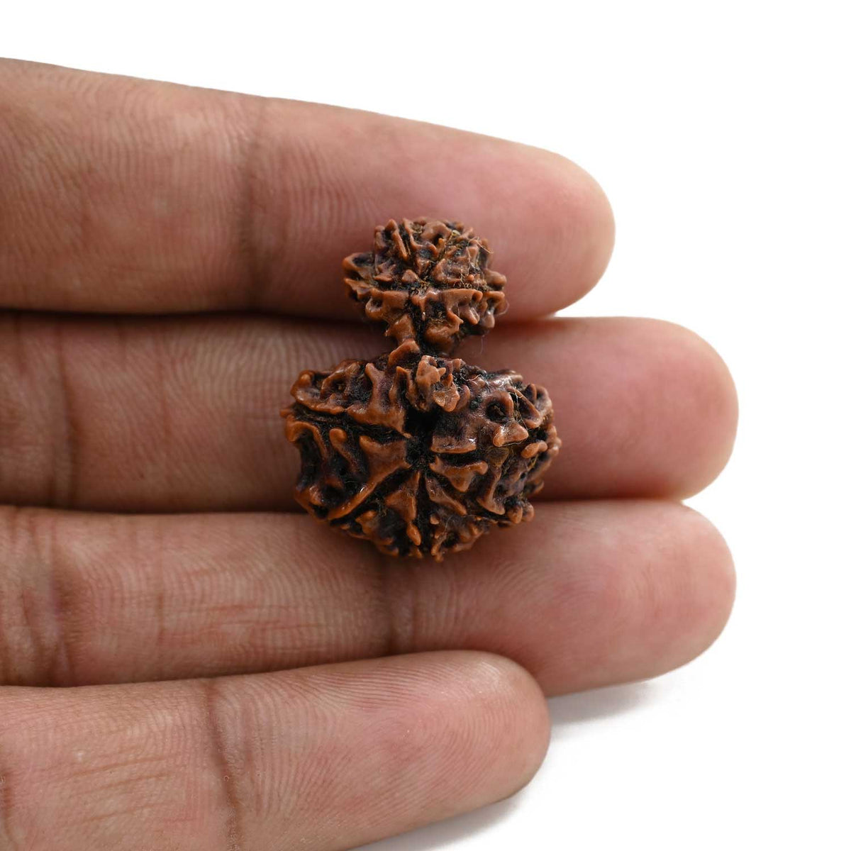 9 Mukhi Garbh Gauri Rudraksha (Nepal) 26.11 M.M.