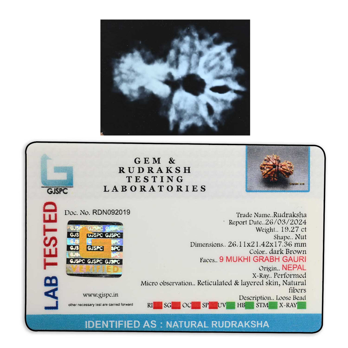 9 Mukhi Garbh Gauri Rudraksha (Nepal) 26.11 M.M.