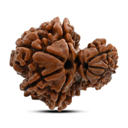 9 Mukhi Garbh Gauri Rudraksha (Nepal) 20.03 M.M.