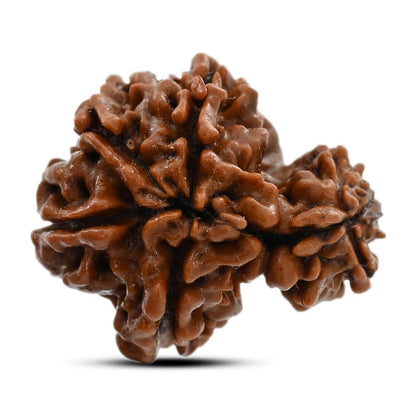 9 Mukhi Garbh Gauri Rudraksha (Nepal) 20.03 M.M.
