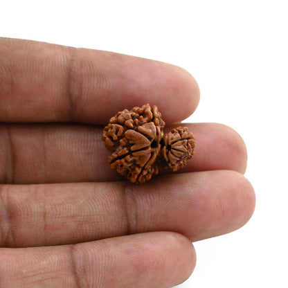 9 Mukhi Garbh Gauri Rudraksha (Nepal) 20.03 M.M.