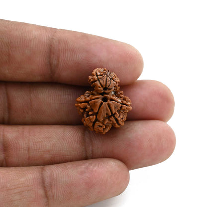 9 Mukhi Garbh Gauri Rudraksha (Nepal) 20.03 M.M.