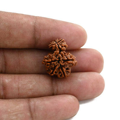 9 Mukhi Garbh Gauri Rudraksha (Nepal) 20.03 M.M.