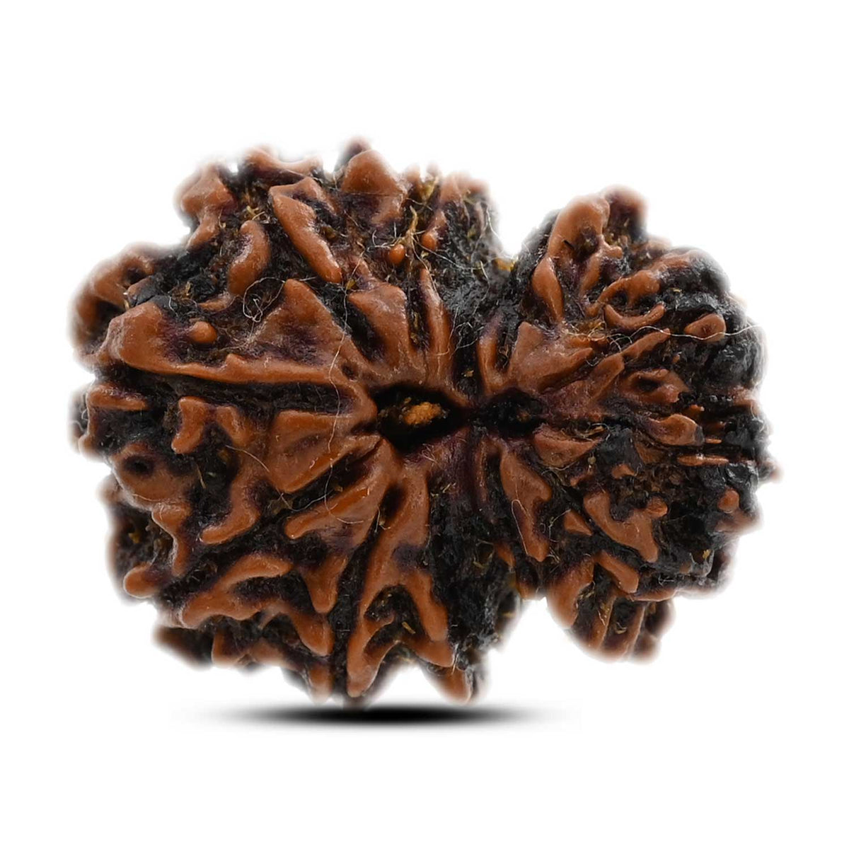 11 Mukhi Gauri Shankar Rudraksha (Nepal) 21.63 M.M.