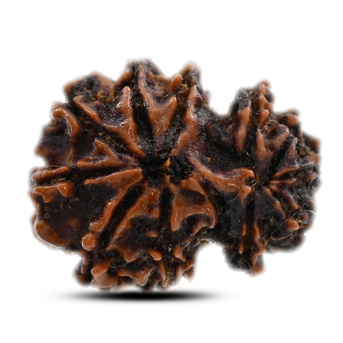 11 Mukhi Gauri Shankar Rudraksha (Nepal) 21.63 M.M.